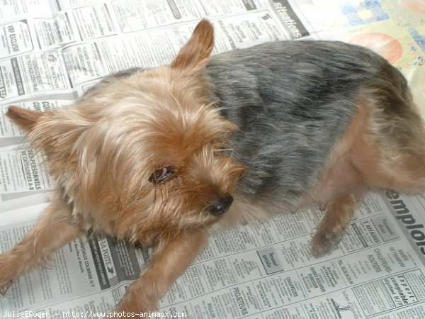 Photo de Yorkshire terrier