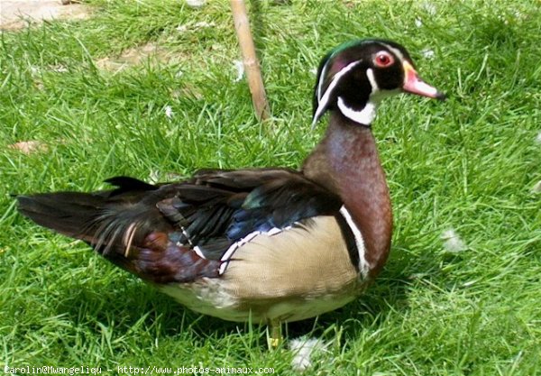 Photo de Canard