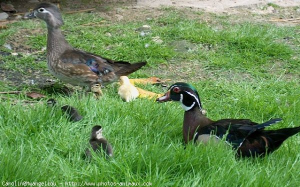 Photo de Canard