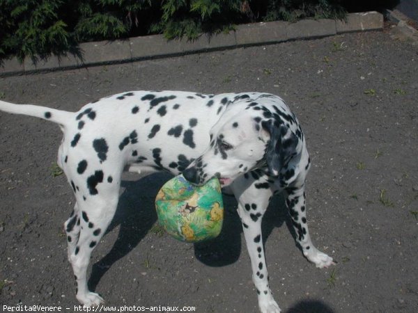 Photo de Dalmatien