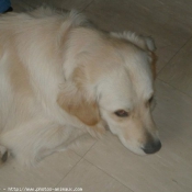 Photo de Golden retriever