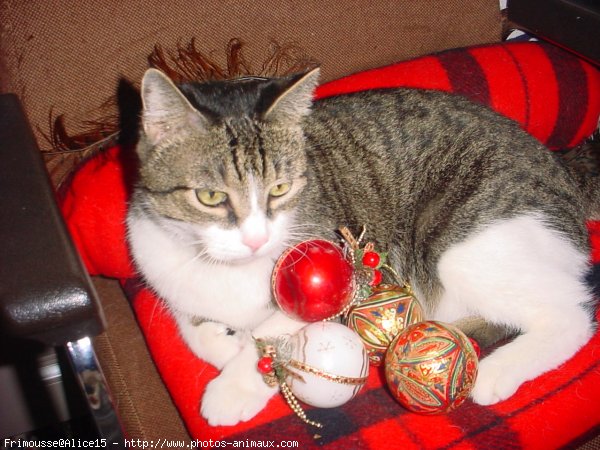 Photo de Chat domestique