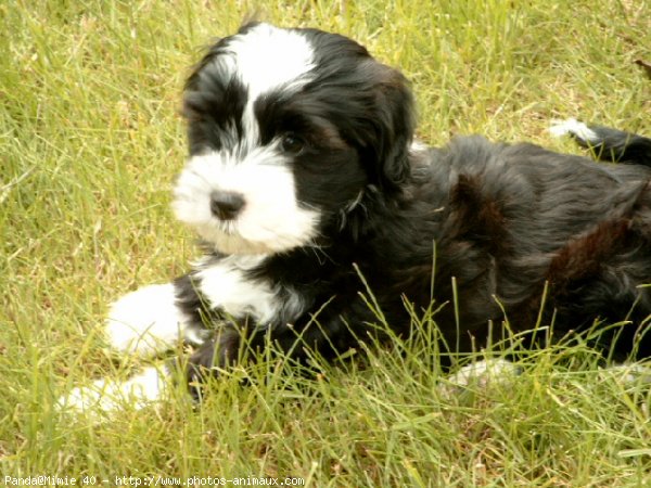 Photo de Terrier tibetain