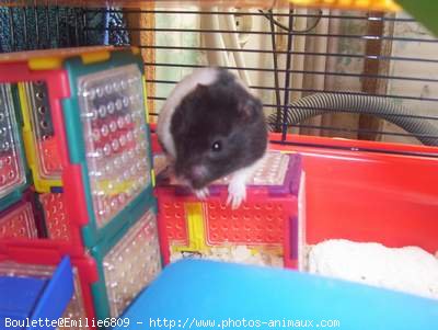 Photo de Hamster