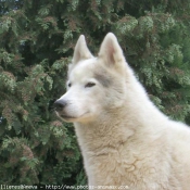 Photo de Husky siberien