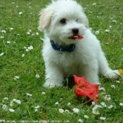 Photo de Coton de tulear