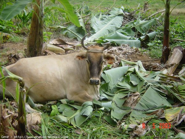 Photo de Vache