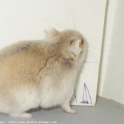 Photo de Hamster