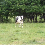 Photo de Vache