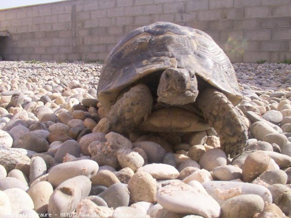 Photo de Tortue