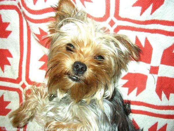 Photo de Yorkshire terrier