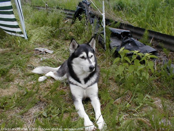 Photo de Husky siberien