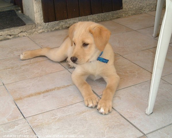 Photo de Labrador retriever