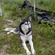 Photo de Husky siberien