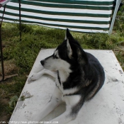 Photo de Husky siberien