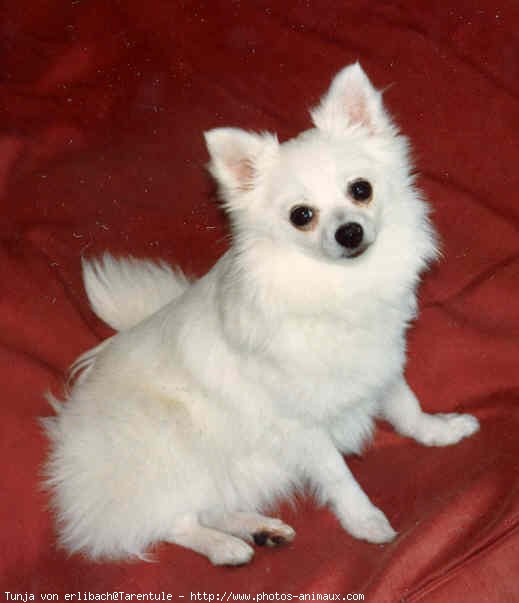 Photo de Spitz moyen