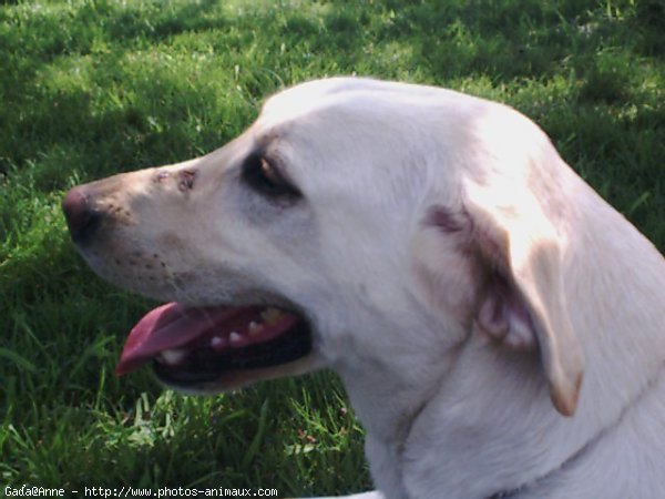 Photo de Labrador retriever