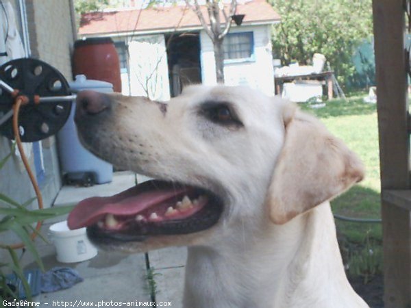 Photo de Labrador retriever