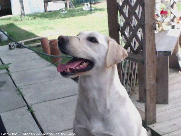 Photo de Labrador retriever