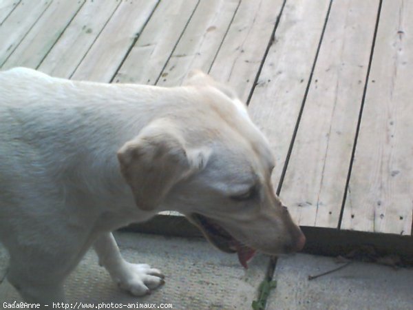 Photo de Labrador retriever