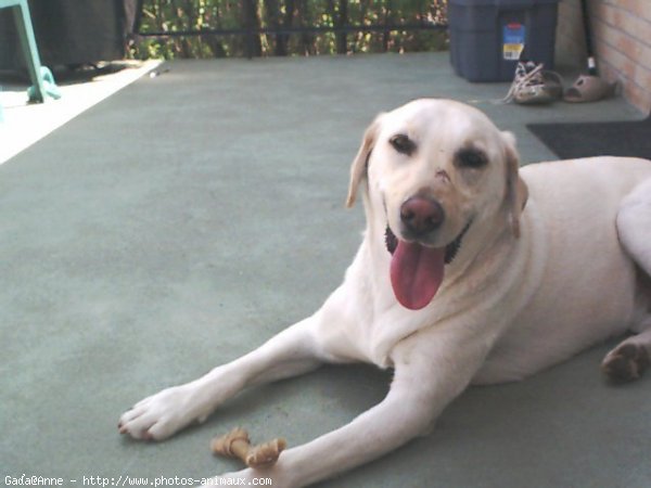 Photo de Labrador retriever