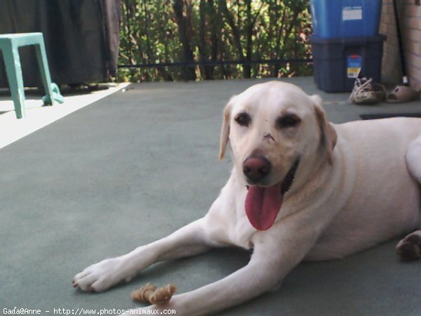 Photo de Labrador retriever