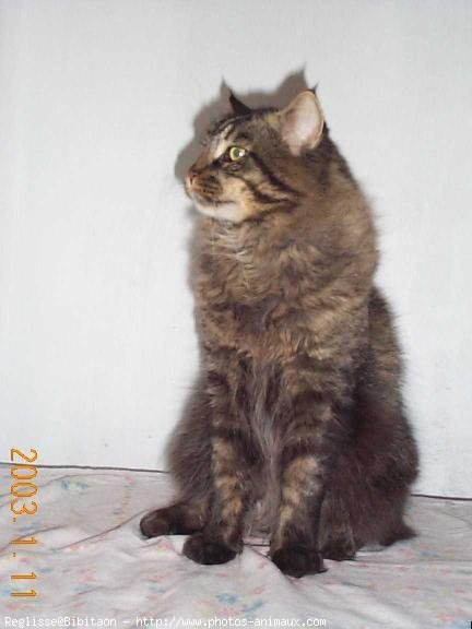 Photo de Maine coon