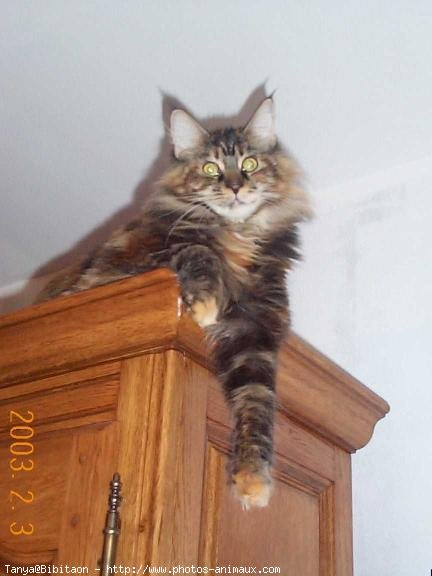 Photo de Maine coon