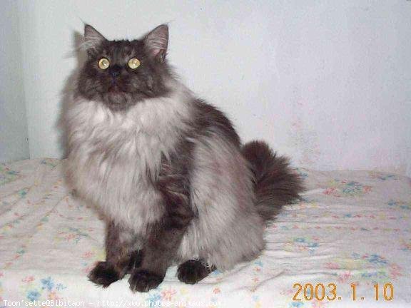 Photo de Maine coon