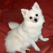 Photo de Spitz moyen