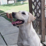 Photo de Labrador retriever