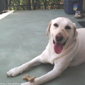 Photo de Labrador retriever