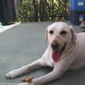 Photo de Labrador retriever