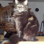 Photo de Maine coon