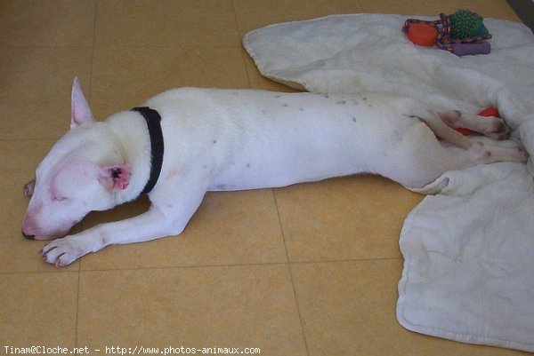 Photo de Bull terrier miniature