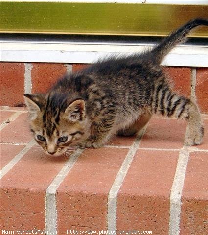 Photo d'American shorthair