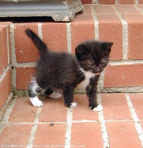 Photo d'American shorthair