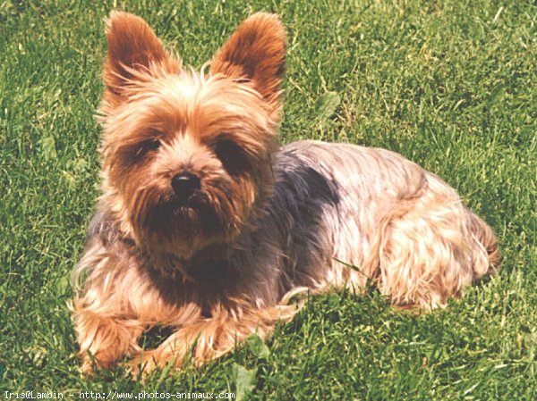 Photo de Yorkshire terrier