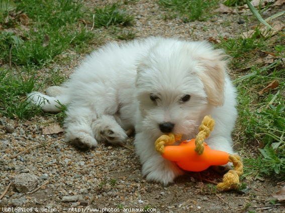 Photo de Coton de tulear