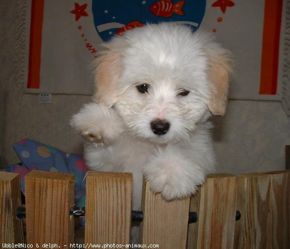 Photo de Coton de tulear