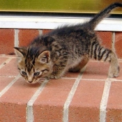 Photo d'American shorthair