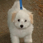 Photo de Coton de tulear