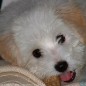 Photo de Coton de tulear