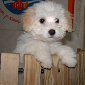 Photo de Coton de tulear