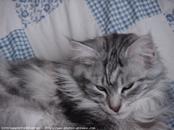 Photo de Maine coon