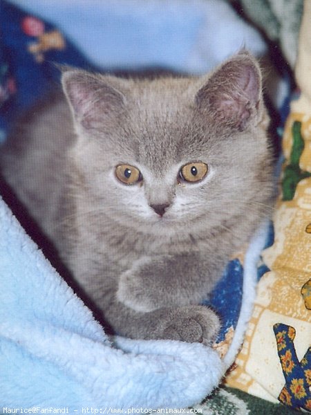 Photo de British shorthair