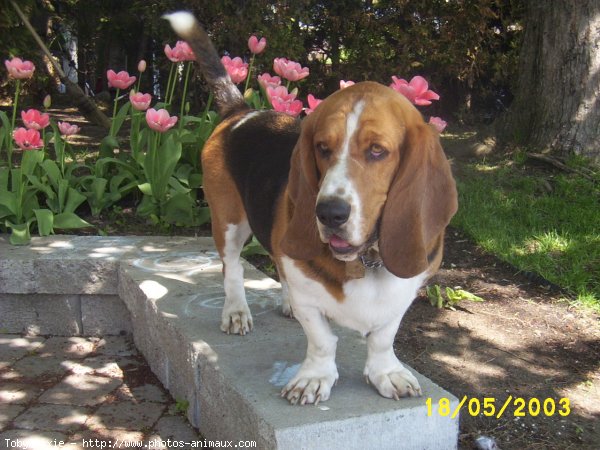 Photo de Basset hound