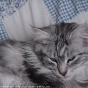 Photo de Maine coon