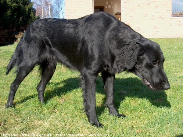 Photo de Retriever  poil plat