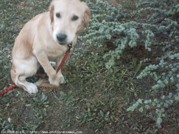 Photo de Golden retriever